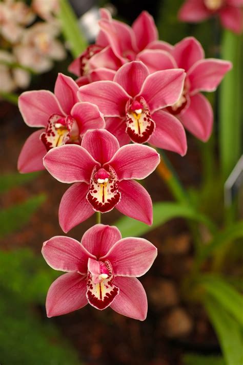 200 Nombres De Orquídeas Con Imágenes Id Plantae