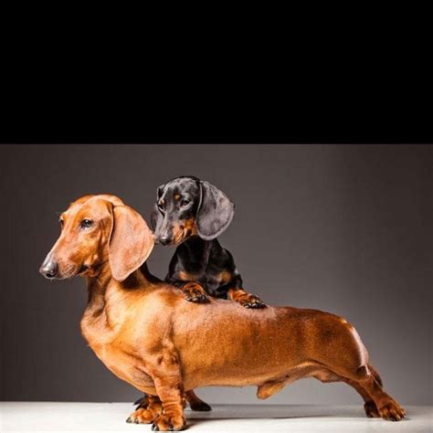Miniature Dachshunds Why Do They Lick Alot Naked Photo