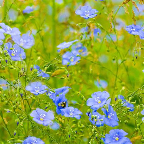 Blue Flax Seeds Linum Perenne Wildflower Seed