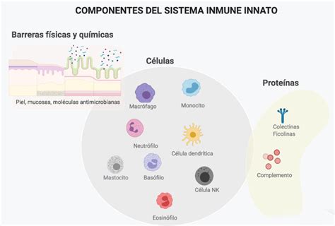 Celulas Sistema Inmunologico
