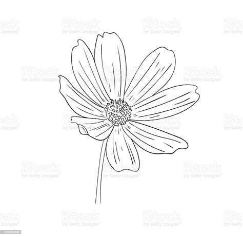 Vector Illustration Isolated Cosmos Flower In Black And White Colors