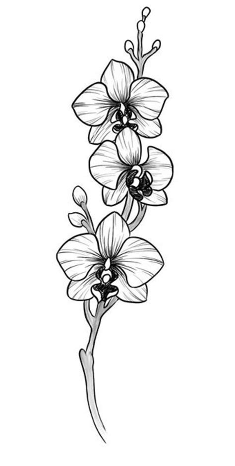 Tattoo Easy Simple Orchid Drawing 85 Best Flowers Drawings Of Orchids