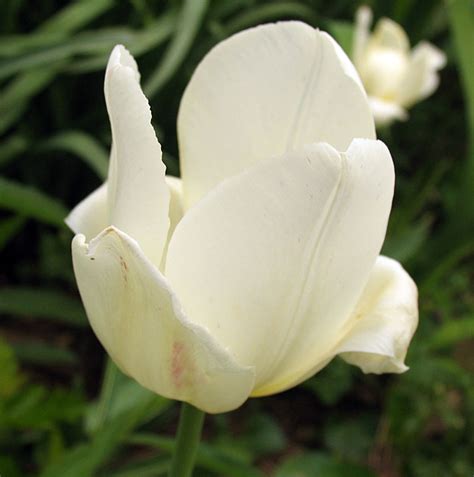 Poppular Photography White Tulip