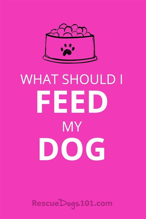 A Pink Poster With The Words What Should I Feed My Dog