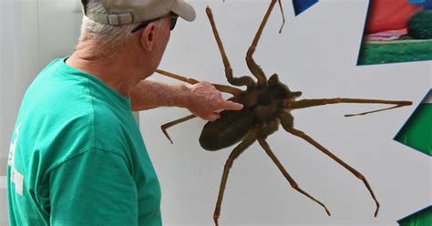 Thousands Of Brown Recluse Spiders Drive Owners From Missouri Home