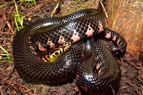 Eastern Mud Snake Snakes Of Louisiana · Inaturalist