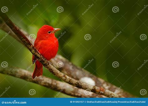 Summer Tanager Piranga Rubra Red Bird In The Nature Habitat Tanager