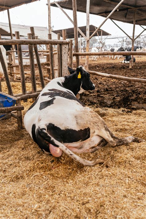 Cow Giving Birth To A Calf In A Stable Stock Photo By Guillermos16