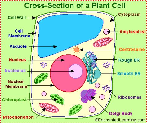 We did not find results for: a picture of a plant cell with labels | plant cell ...