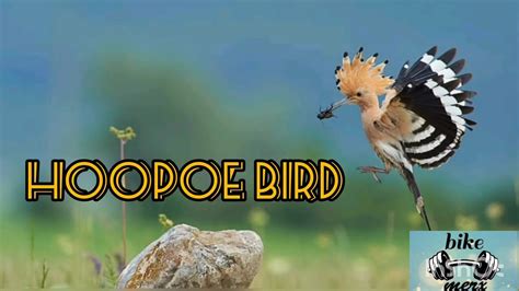 Hoopoe Bird Spotted Youtube