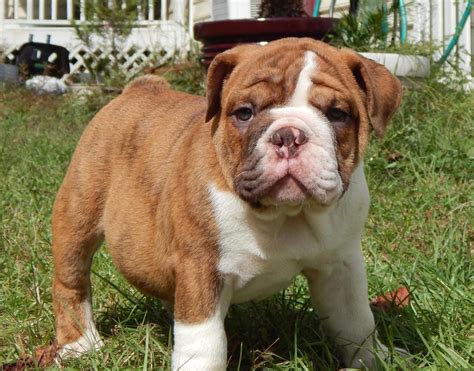 English Bulldog Puppies For Sale Gainesville Ga 101280