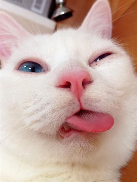 66 Cute Funny Reaction Cat Meme Face