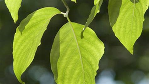 Learn everything you want to know about flowering dogwood trees as well as a breakdown of all dogwood tree facts. How to Identify Trees in Michigan by Their Leaves | Garden ...