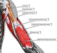 Names of muscles in your arm.named for its origin and insertion, it. 1000+ images about anatomy references - arm on Pinterest ...