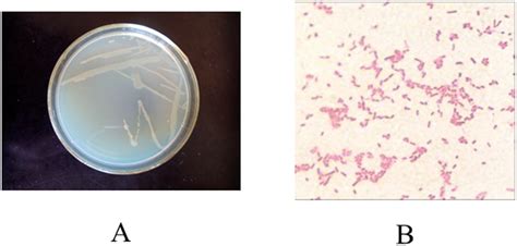 The Colony Morphology A And Gram Stain B Of Murine Bacteria Strain