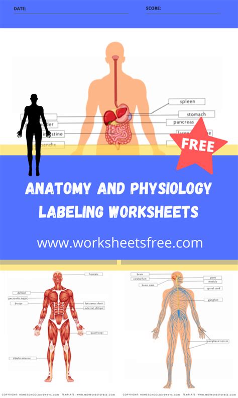 Anatomy And Physiology Labeling Worksheets Worksheets Free