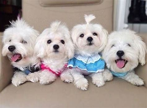6 Astounding Maltese And Children Is It A Good Combination Ideas