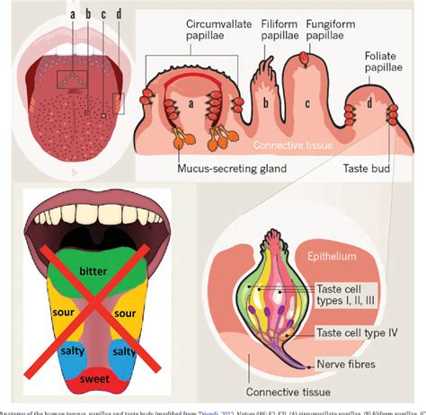 Figure 2 From From The Cover Drug Induced Taste Disorders In Clinical