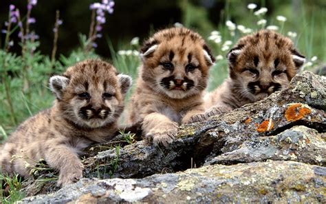 Pumas Animals Baby Animals Wallpapers Hd Desktop And Mobile Backgrounds