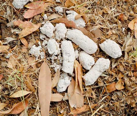 Top 10 Dog Poop Turns White In Sun You Need To Know
