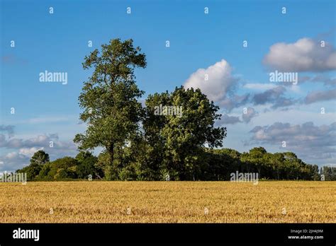 Trees Behind A Field Of Cereal Crops On A Summers Day Stock Photo Alamy