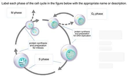 Label Each Phase Of The Cell Cycle In The Figure B