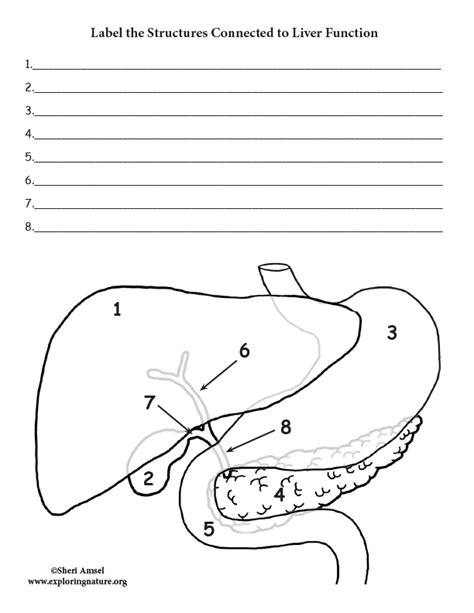 It is a large organ, with its major lobe occupying the right side of the abdomen below the. Liver, Gall Bladder and Associated Structures Labeling Page