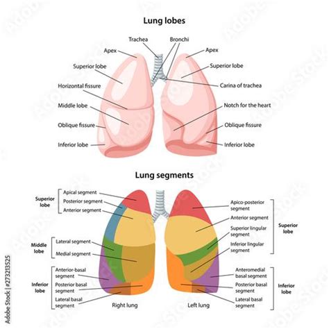 Lobes And Segments Of The Lungs Anterior View Of The Lungs With