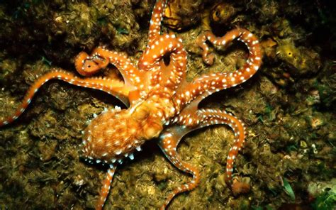 Octopus Sealife Underwater Ocean Sea