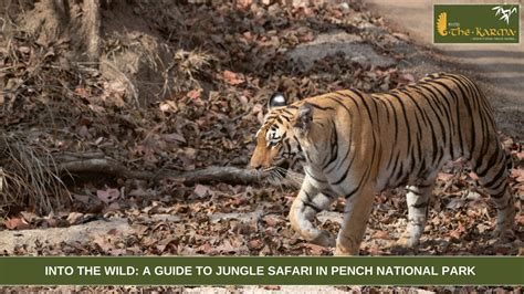 Into The Wild A Guide To Jungle Safari In Pench National Park