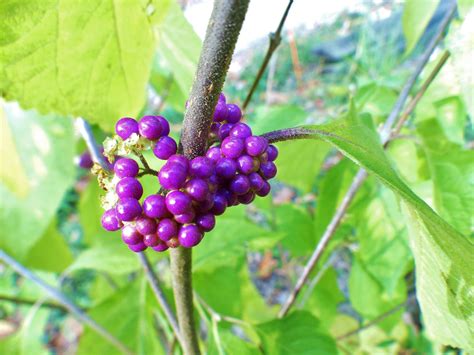Beauty Berries On Our Aptly Named Beauty Berry Bush D These Bright