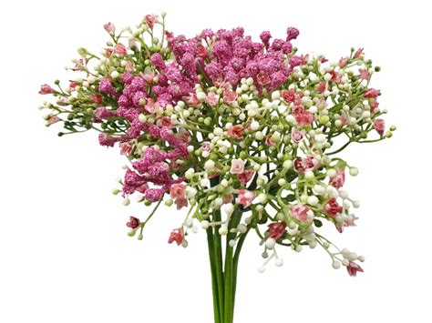 Baby Breath Flower Png Png Image Collection
