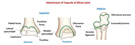 Elbow Joint Medical Junction