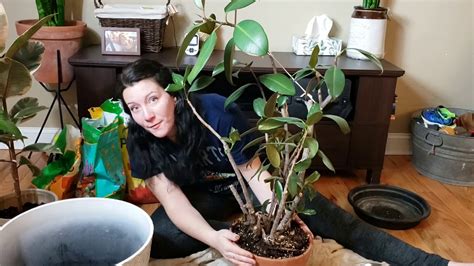 To be repotted every now and then. Repotting Ficus Elastica | aka Rubber Tree - YouTube