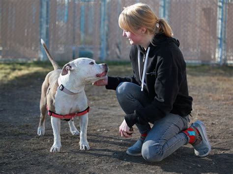 Calgary Humane Society Urgently Needs Dogs Adopted Foster Homes