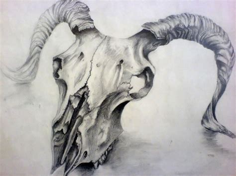 Moose Skull Drawing Powered By Mytinytodo 142 Animal Skull