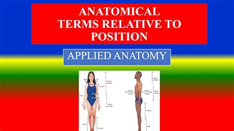 anatomical terms relative to position applied anatomy youtube