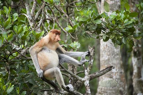 Proboscis Monkey In Tree Sabah Borneo Photograph By Suzi Eszterhas