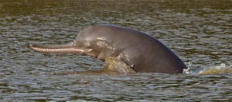 ganges river dolphin extinct