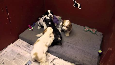 So, you should know about foods to give your puppy. 6 week old Cocker Spaniel puppies playing - YouTube