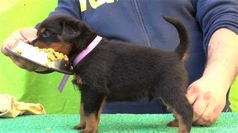 Ryder Kennel Show Prospect Rottweiler Puppies Learning Stacking Youtube