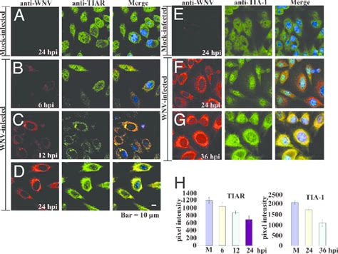 Colocalization Of Tia 1 And Tiar With Wnv Proteins In Infected Bhk