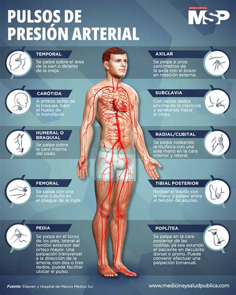 Pulsos De Presión Arterial Infografía