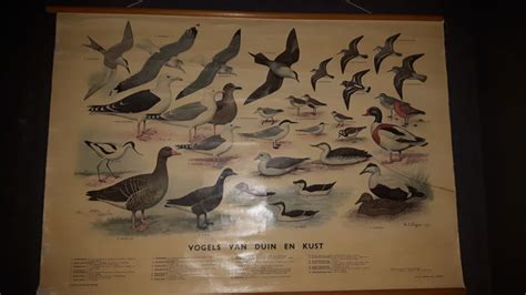 School Poster Birds Of The Dunes And Coast Hj Slijper Catawiki