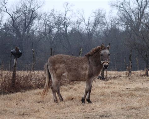 18 Weird And Rare Animal Crossbreeds You Never Knew Existed