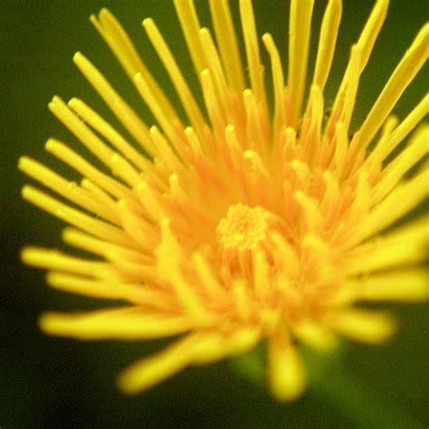 Sow Thistle Flower Essence Freedom Flowers South Africa