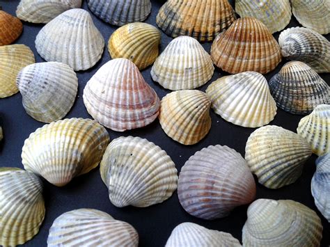 Bulk Seashells Set 90 Of Small Natural Sea Shells Beach Etsy