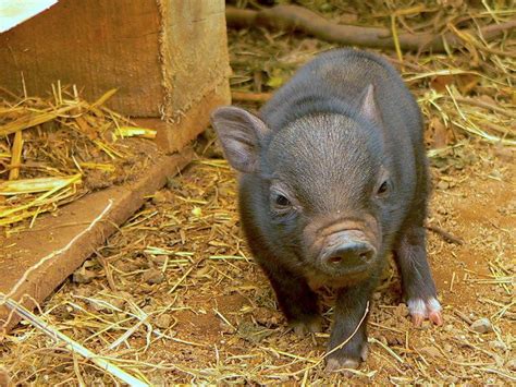 Potbellied Pigs As Pets Is This The Right Pet For You Petful