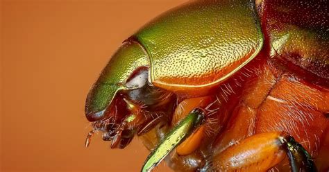 Fascinating Facts About Beetles The Appu World