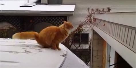 This May Be The Funniest Cat Jump Fail Weve Ever Seen Video